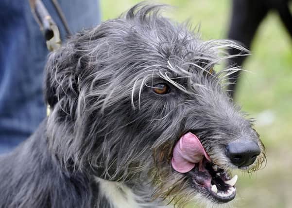 Pooch fans will be licking their lips at prospect of Seahouse dog show.