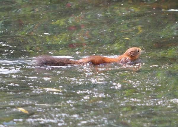 The swimming squirrel at Hauxley. Picture by Richard Maddison.