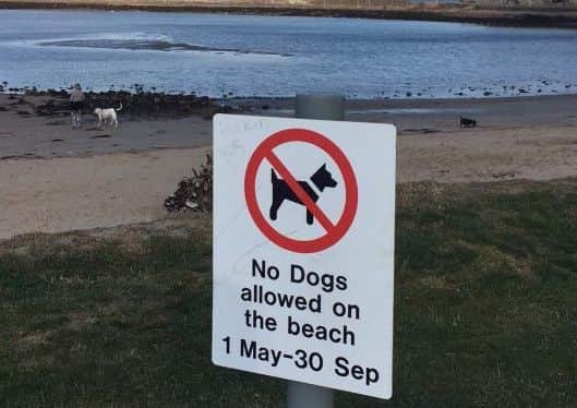 Dogs on Amble Little Shore, despite the ban.