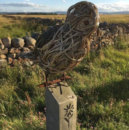 A willow short-eared owl on the Lindisfarne nature trail.