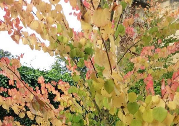 Cercidiphyllum japonicum is among the early colour changers. Picture by Tom Pattinson.