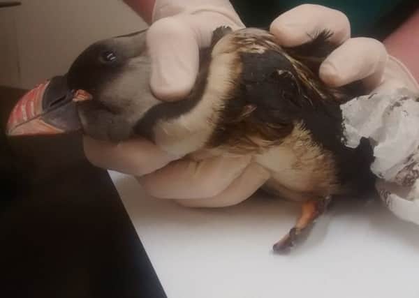 A rescued puffin covered in the black, oily substance.