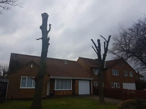 Two of the pruned trees.