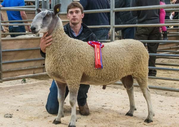 Overall champion shearling ram at Hexham from TL Forster & Son, Lowes Fell.