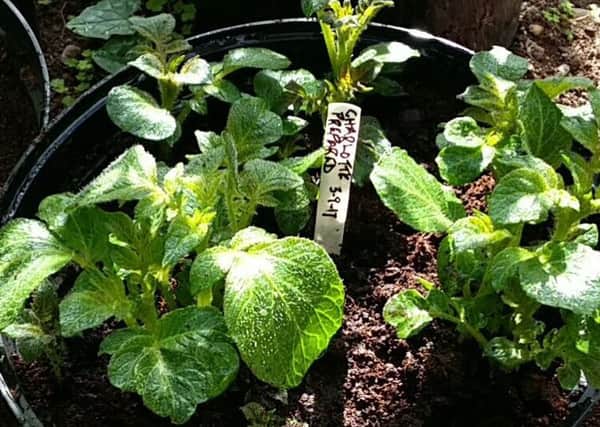 Potatoes have been planted up to ensure theyre ready in time for the Christmas table. Picture by Tom Pattinson.
