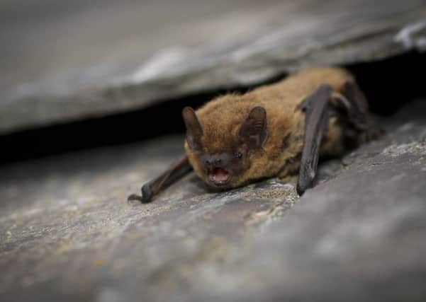 A common pipistrelle. Picture by Tom Marshall.