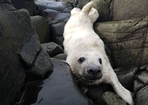 A new seal pup on the Farne Islands. Picture by National Trust