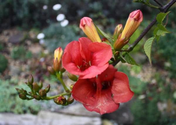 Warm weather has seen a campsis bloom in October.