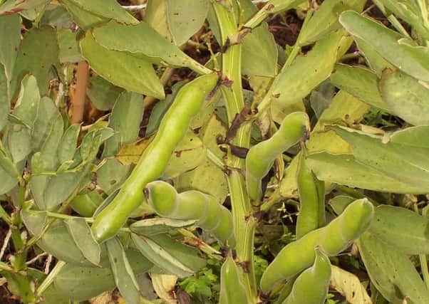 The Sutton broad bean is a firm favourite. Picture by Tom Pattinson.