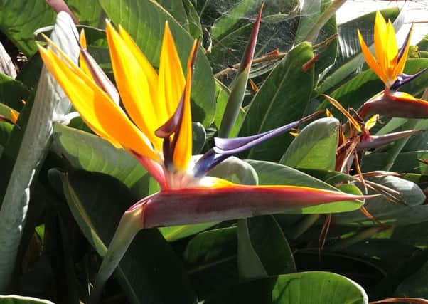 Bird of paradise is grown widely on Madeira. Picture by Tom Pattinson.
