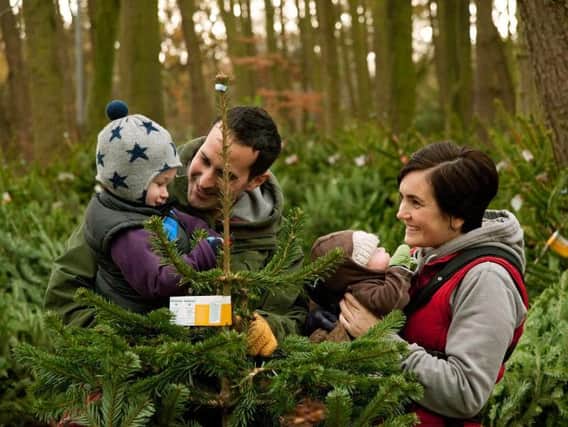 Visitors enjoying picking their tree. Picture by Forestry Commission, Crown Copyright.