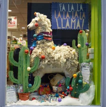 The llama Christmas card window display at the Oxfam shop in Morpeth.