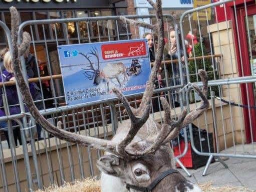 Meet the reindeer at Sanderson Arcade on Saturday.