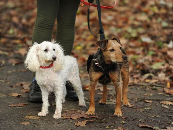 Dogs are special guests at Woodhorn Museum on New Year's Day.