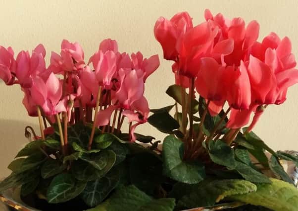 Cyclamen in January. Picture by Tom Pattinson.