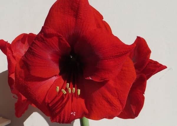 The hippeastrum makes a present with a difference. Picture by Tom Pattinson.