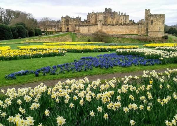 A carpet of spring flowers at Alnwick Castle by Brian Hunt.