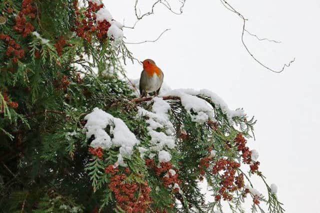 SECOND:  Robin in the snow by Hugh Campbell.