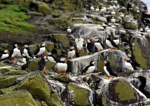 Puffins on the Farne Islands by Jane Coltman