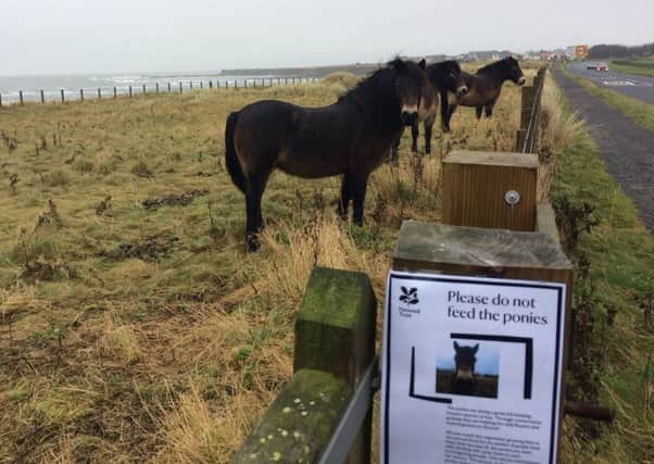 Exmoor ponies grazing at Beadnell.