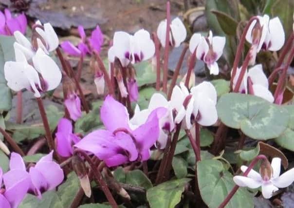 The ever-reliable Cyclamen coum is already flowering in the garden, just above soil level. Picture by Tom Pattinson.