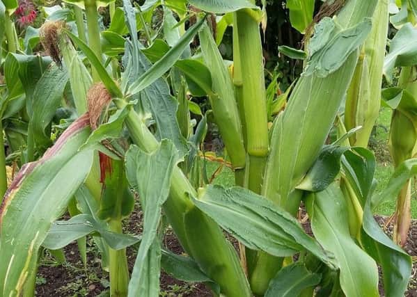 Its advised to sow your sweet corn in pots. Picture by Tom Pattinson.