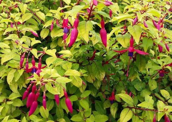 Hardy fuchsia, Genii, was raised from cuttings five years ago, but now needs thinning-out. Picture by Tom Pattinson.