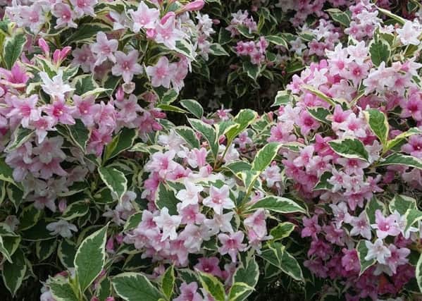 Weigela could come in for a final prune about now. Picture by Tom Pattinson.