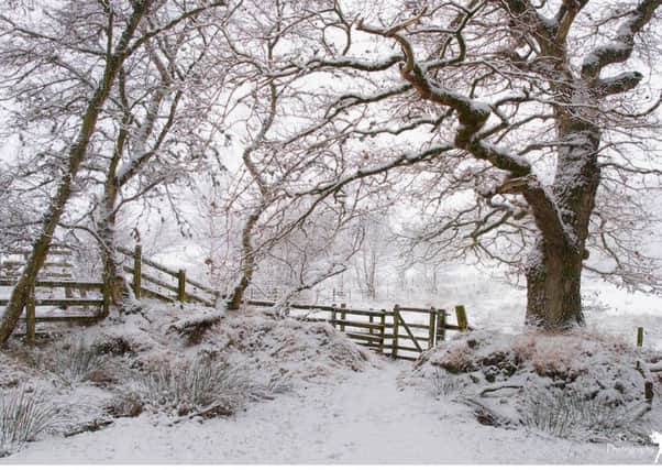 A winter wonderland in Holystone Woods by Tracey Watson.