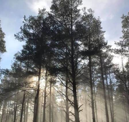 Sunlight filters through the trees in Thrunton Woods by Kathryn Gillie.