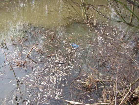 Some of the dead fish on the surface of the lake.