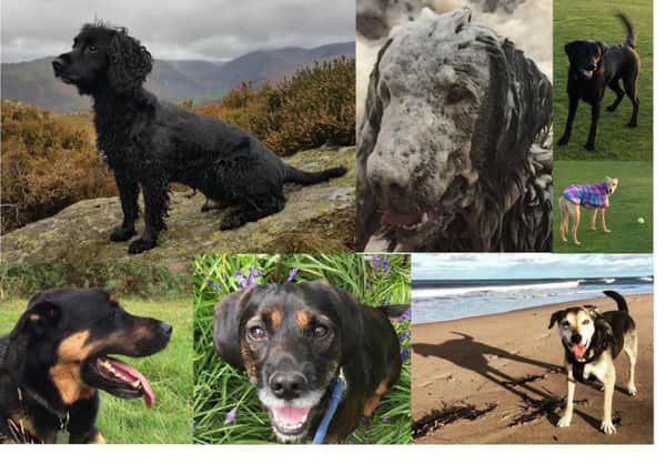 Some of the dogs belonging to staff at Alnorthumbria Vets, from top left, clockwise, there is Teal, Tizzy, Flynn, Tammie, Buddy, Jack and Ted.