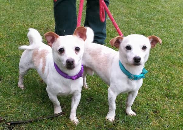 Seven-year-old brothers Toby and Toro are very friendly Jack Russell terriers.
