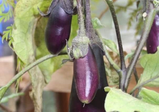 The not-so-innocent aubergine has a dangerous side. Picture by Tom Pattinson.