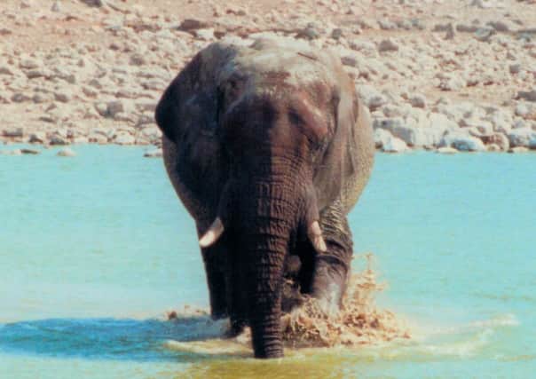 An elephant striding across a water hole