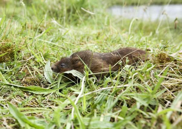The first release of water voles in Kielder Forest last summer. Picture by John Millard