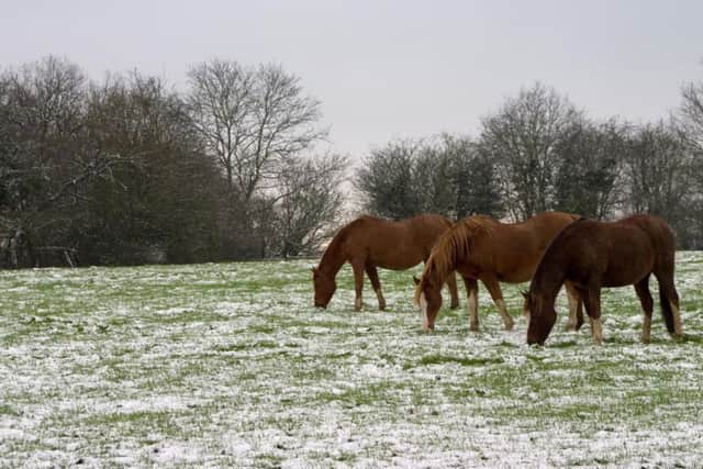 Take special measures to look after horses in the snow.