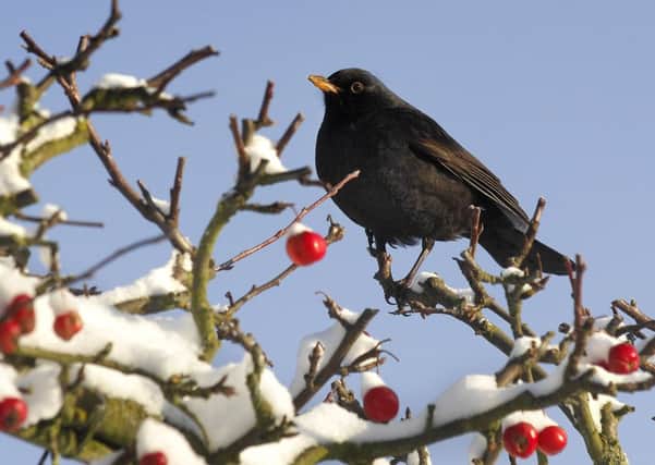 Blackbird in the snow. Jane Coltman