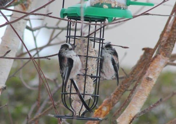 The long-tailed tits often arrive in groups of 10 or so. Picture by Tom Pattinson.
