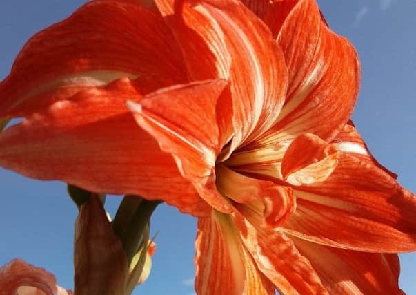 The glorious hippeastrum has certainly lived up to its promise as its flowers continue to entertain. Picture by Tom Pattinson.