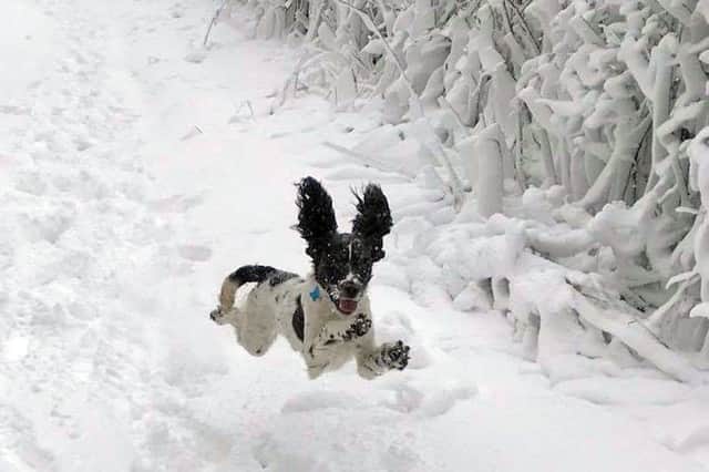 Milo, 11 months, enjoying the snow drifts. Picture by Charlotte Carrivick