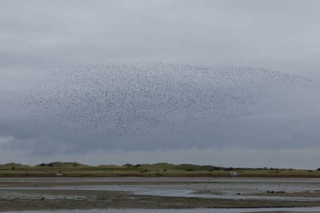 A murmuration of golden plovers. Picture by Ian Hall.