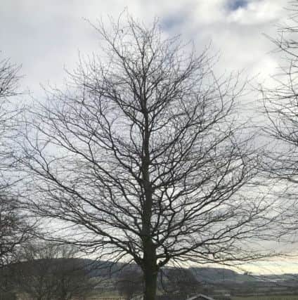 The tree planted at the then Chatton CofE First School.