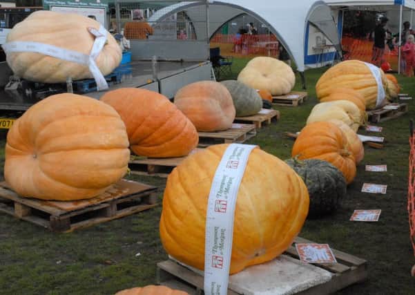 Giant pumpkins on display. Picture by Tom Pattinson.