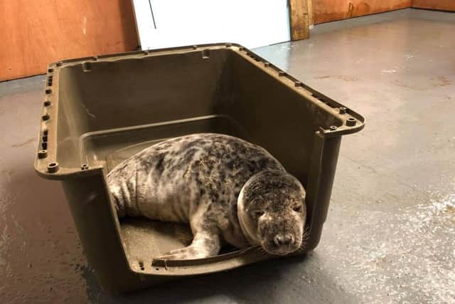 The seal recovering at the vets, before being released.