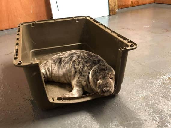 The seal recovering at the vets, before being released.