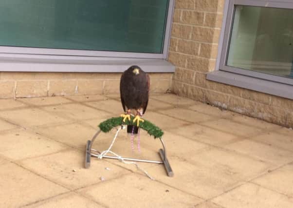 The hawk outside Willowburn Sports and Leisure Centre.