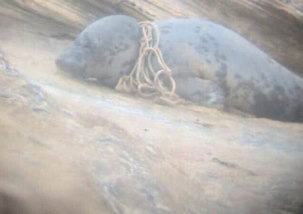 The entangled seal at Boulmer.