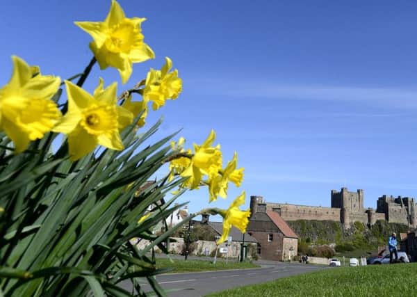 View of daffodils at Bamburgh Picture by Jane Coltman