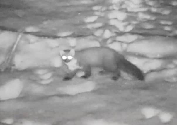 The pine marten which has been captured on video in Northumberland.